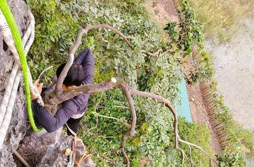 Quảng Ninh: Triệt phá đường dây mua bán hàng trăm cây muội hồng quý hiếm, xử phạt hàng trăm triệu đồng