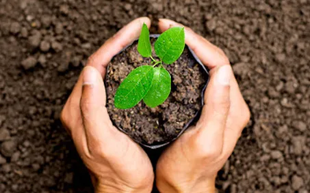 Giống cây trồng thành tài sản có thể khai thác thương mại