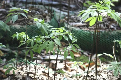 Tận dụng hệ sinh thái đa dạng, Quảng Ngãi thúc đẩy phát triển dược liệu