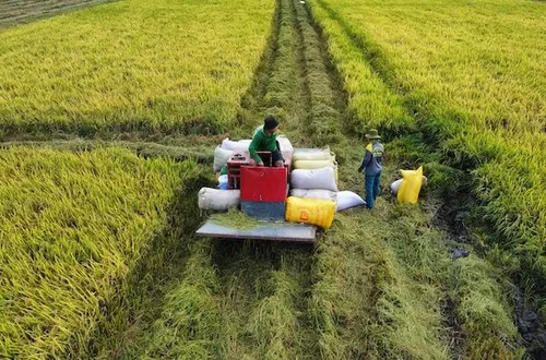 Xuất khẩu gạo: cần giải pháp ‘nuôi dưỡng’ nguồn hàng qua giai đoạn khó