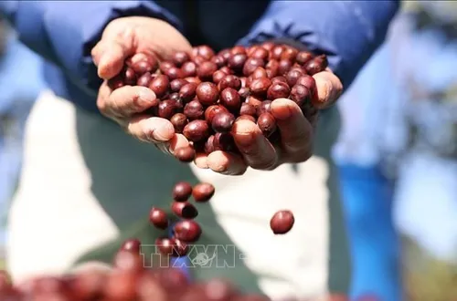 Bản tin nông sản hôm nay (11-4): Giá cà phê giảm nhẹ