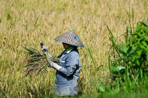 Ngành lúa gạo Đông Nam Á lao đao