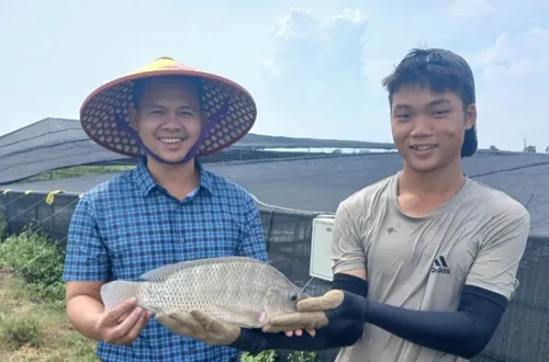 Cá rô phi có tiềm năng thành mặt hàng xuất khẩu chủ lực