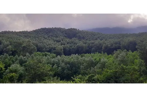 Đà Nẵng định hướng đến năm 2040 thay thế 90% diện tích trông keo bằng cây trông khác