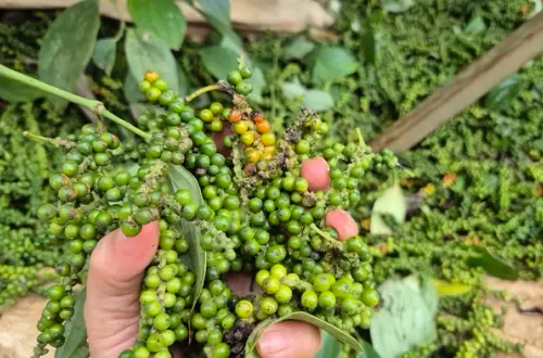 Một doanh nghiệp xuất khẩu hồ tiêu bị lừa đảo mất gần 16 tỉ đồng tại Pakistan