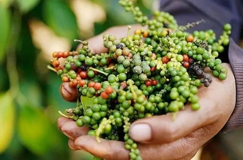 Bản tin nông sản hôm nay (18-4): Giá cà phê giảm sâu