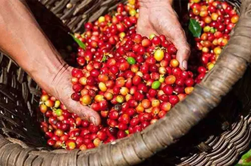 Bản tin nông sản hôm nay (26-4): Cà phê giảm tại khu vực Tây Nguyên, hồ tiêu trong nước đi ngang