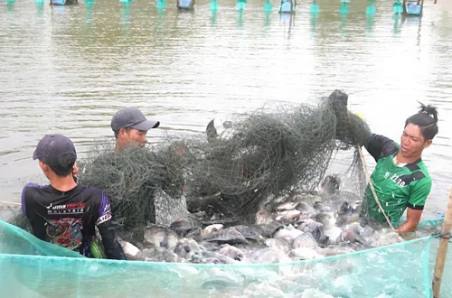 Xuất khẩu cá rô phi vào đà tăng xuất khẩu nhưng năng suất nuôi chưa theo kịp