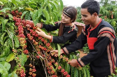 Bản tin nông sản hôm nay (6-5): Giá cà phê đi ngang, hồ tiêu giảm nhẹ