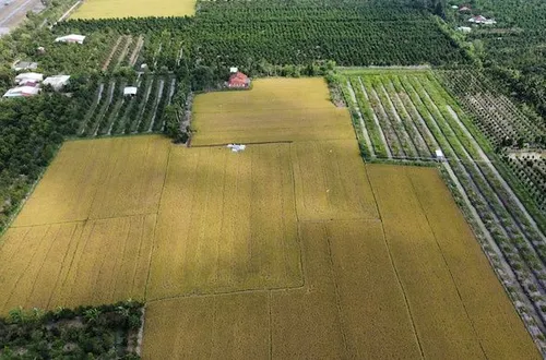 Nhiều địa phương ĐBSCL muốn giảm dần ‘lệ thuộc’ vào cây lúa