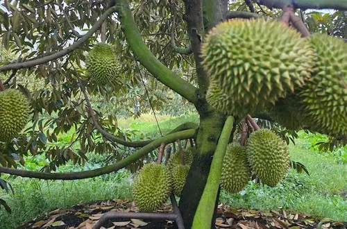 Sầu riêng rớt giá, lộ khoảng trống phát triển nóng