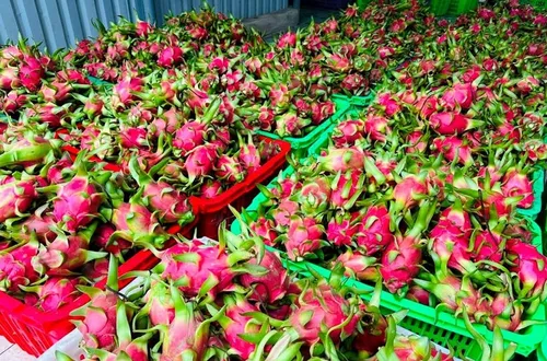 Giữ “tấm vé” vào thị trường EU cho thanh long Việt