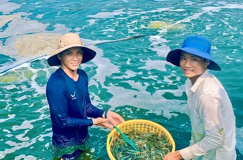 Mỹ công bố sơ bộ mức thuế chống bán phá giá mới với tôm Việt Nam