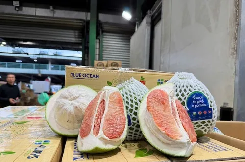 Bưởi, chanh Việt Nam được xuất khẩu chính ngạch sang Trung Quốc