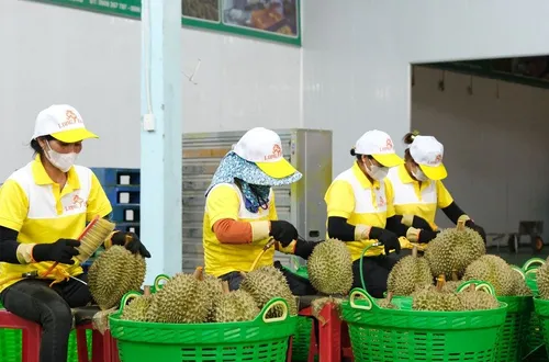 Xuất khẩu sầu riêng tăng khủng hơn 200%