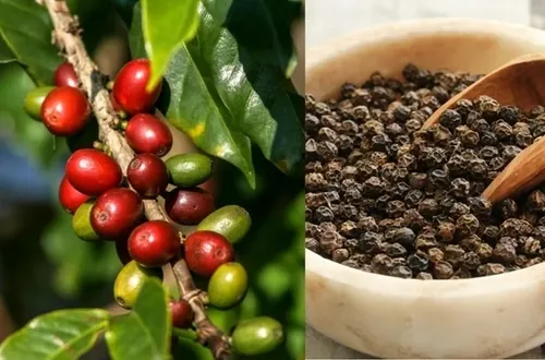 Bản tin nông sản hôm nay (18-5): Giá cà phê, hồ tiêu đồng loạt tăng