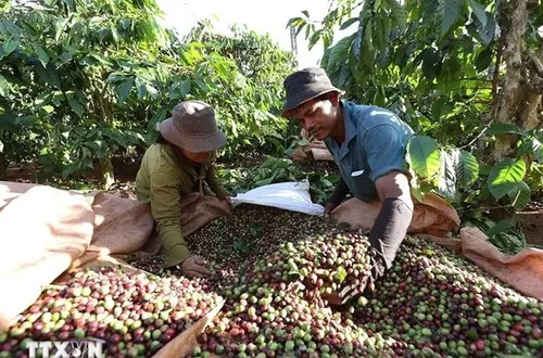 Bản tin nông sản hôm nay (20-5): Giá cà phê trong nước giảm sâu