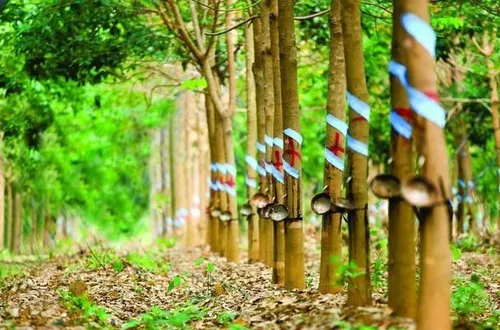 Giá cao su tăng mạnh, nông dân kỳ vọng mùa bội thu