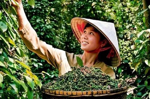 Bản tin nông sản hôm nay (28-5): Giá cà phê trong nước bật tăng