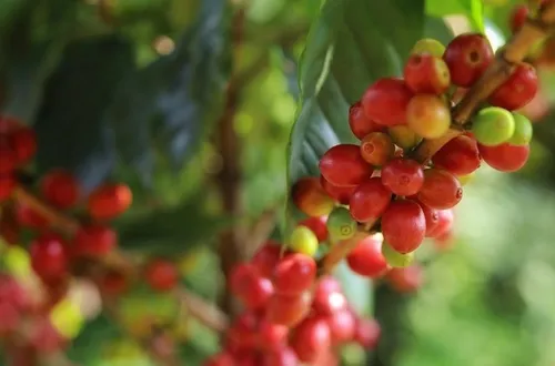 Bản tin nông sản hôm nay (29-5): Giá cà phê giảm mạnh