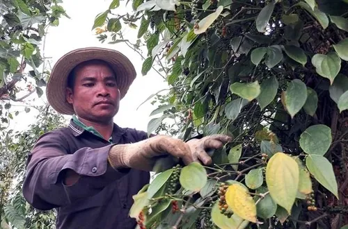 Xuất khẩu hạt tiêu bật tăng, Mỹ mua mạnh trở lại