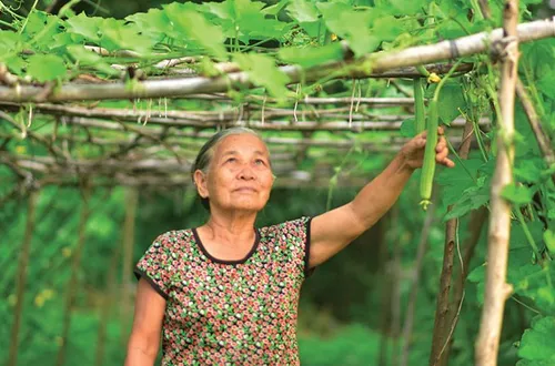 Xây dựng hệ sinh thái "kinh tế bạc": Khơi thông nguồn lực từ người cao tuổi