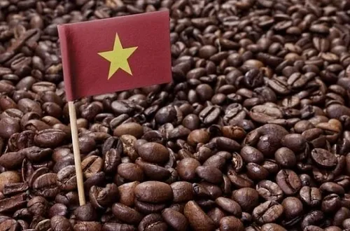 Bản tin nông sản hôm nay (7-6): Giá cà phê tiếp tục giả