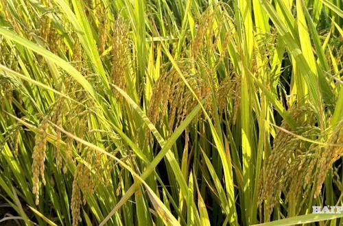 Hiệu quả từ những mô hình sản xuất lúa mới ở Nam Sách