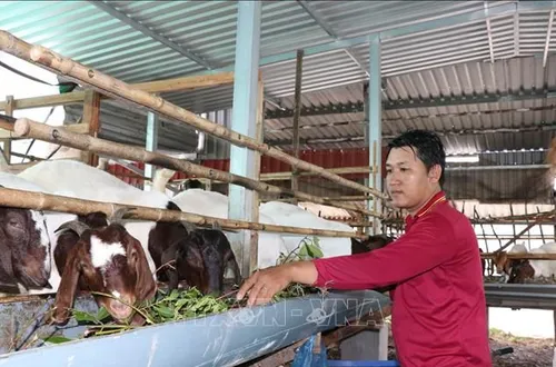 Hướng đi mới trong tái cơ cấu chăn nuôi ở Vĩnh Long