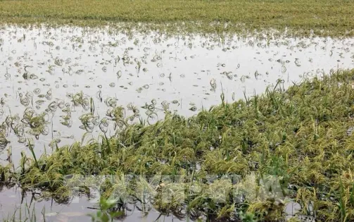 Trên 137.000 ha lúa và hoa màu bị ngập úng và hư hại do ảnh hưởng bão số 3