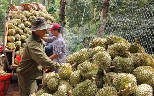 Sầu riêng xuất khẩu Trung Quốc sẽ sớm vượt kim ngạch 10 tỷ USD