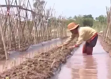 Nông dân Hưng Yên nhanh chóng khôi phục sản xuất sau bão lũ