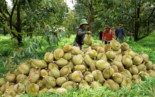 Diện tích cây ăn trái khu vực Tây Nguyên không ngừng tăng lên