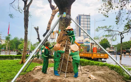 Hải Phòng: Truyền dưỡng chất, áp dụng nhiều phương pháp để "hồi sinh" cây xanh