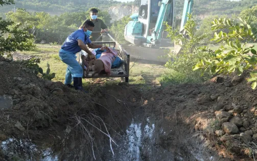 Ninh Thuận: Khẩn trương khoanh vùng, khống chế dịch tả lợn châu Phi