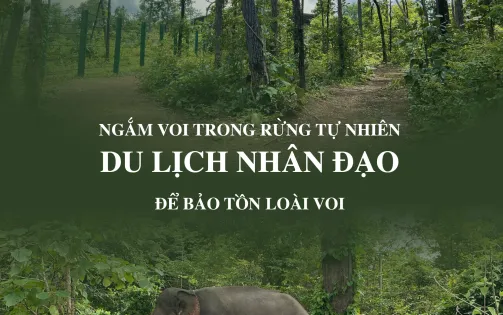 Ngắm voi trong rừng tự nhiên - Du lịch nhân đạo để bảo tồn loài voi