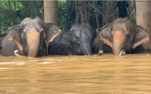 Thái Lan sơ tán hàng trăm con voi trong lũ lụt nghiêm trọng