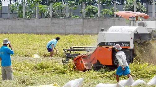 Xây dựng chương trình cho vay phục vụ đề án phát triển 1 triệu héc ta lúa tại Đồng bằng Sông Cửu Long