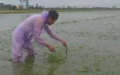 Hỗ trợ thiệt hại nông nghiệp do thiên tai vẫn còn nhiều bất cập