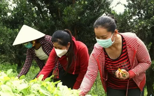 Tiền Giang: Quan tâm hỗ trợ vốn, tạo việc làm cho hội viên phụ nữ nghèo