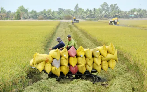 Gạo Việt Nam có bị ảnh hưởng khi Ấn Độ nới lỏng xuất khẩu?