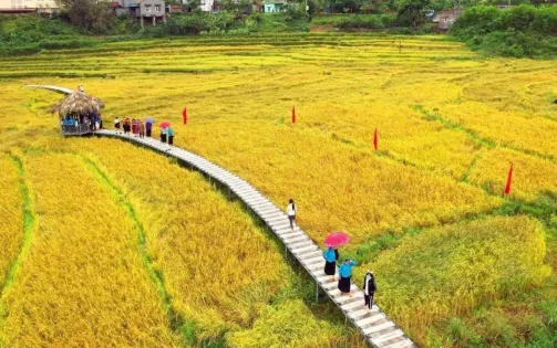 Quảng Ninh: Sôi nổi khai mạc lễ hội Mùa vàng miền soóng cọ tại huyện Tiên Yên