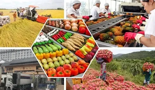 Xuất siêu nông, lâm, thủy sản đạt 13,86 tỷ USD