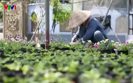 Hưng Yên: Làng hoa, cây cảnh nhanh chóng phục hồi sau bão số 3