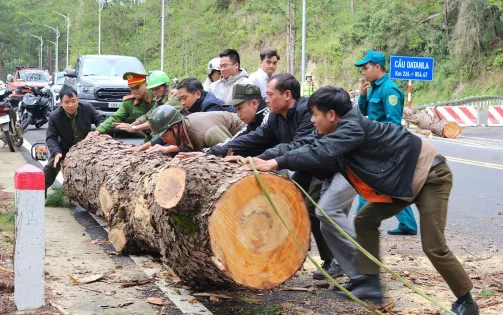 Cây thông nhiều năm tuổi ở Đà Lạt đổ ngã khiến nhiều người hú vía