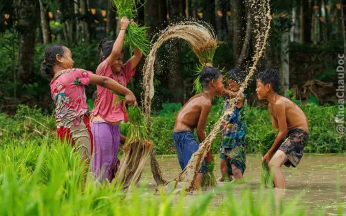 Ngày hội xuống đồng của đồng bào Khmer