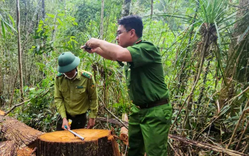 Nhân viên bảo vệ rừng cấu kết với lâm tặc đốn hạ gỗ quý ở Lâm Đồng