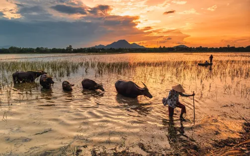 Khám phá mùa len trâu kỳ thú ở Đồng Tháp Mười