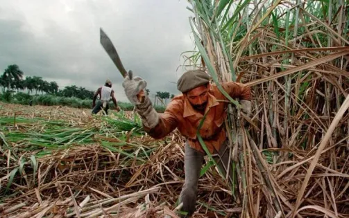 Khủng hoảng lương thực tại Cuba, ngành mía đường giảm sản lượng chưa từng thấy