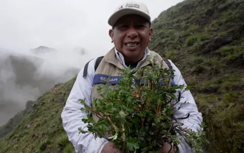 Hàng triệu "cây mây" đang được trồng ở dãy Andes